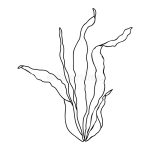 KELP