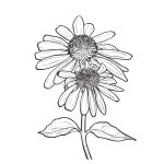 ECHINACEA-150x150