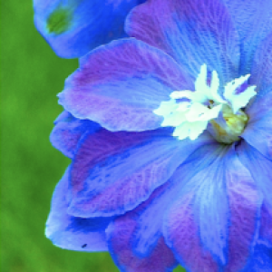 Profile photo of syrinx67