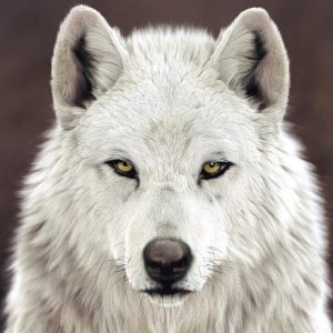 Profile photo of Lobo Blanco